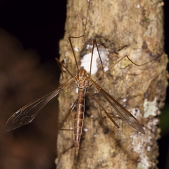 Leptotarsus elongatus