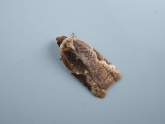 Acleris takeuchii