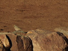 Ammomanes deserti