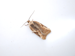 Acleris takeuchii