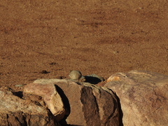 Ammomanes deserti