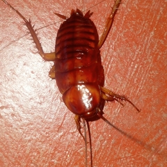 Periplaneta americana