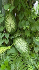 Dieffenbachia
