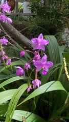 Spathoglottis