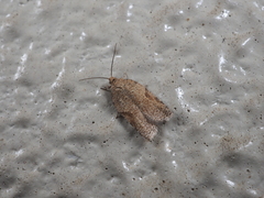 Acleris perfundana