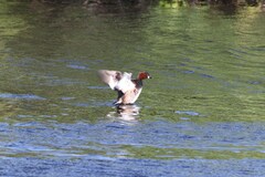 Tachybaptus ruficollis capensis
