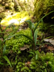Pterostylis irwinii