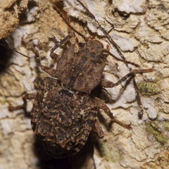 Syrphetodes marginatus