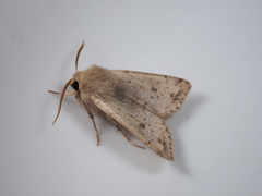 Orthosia lizetta