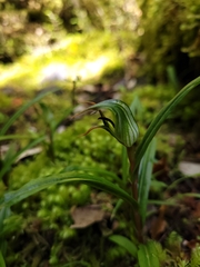 Pterostylis irwinii