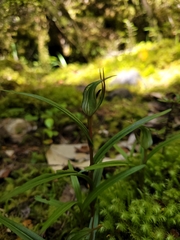 Pterostylis irwinii