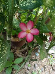 Adenium obesum