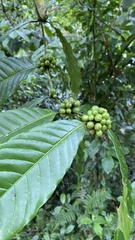 Coffea