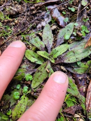 Plantago raoulii