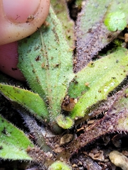 Plantago raoulii