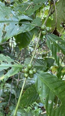 Coffea