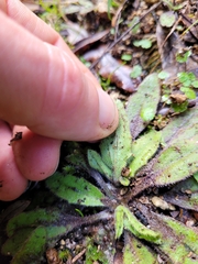 Plantago raoulii