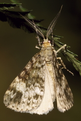 Pseudocoremia indistincta