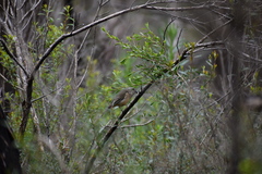 Pachycephala fuliginosa