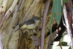 Acanthiza reguloides