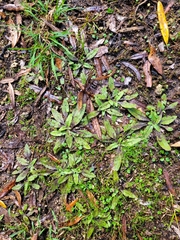 Plantago raoulii
