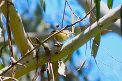 Acanthiza reguloides