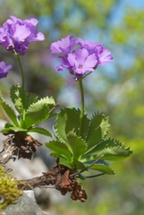 Primula marginata