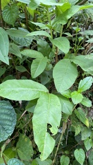 Psidium guajava