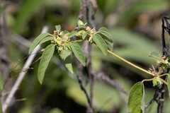 Croton monanthogynus
