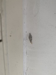 Phereoeca