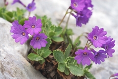 Primula marginata