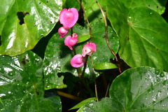Begonia chitoensis