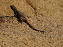 Laudakia vulgaris