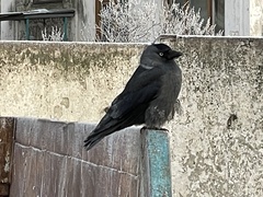 Corvus monedula