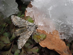 Brachionycha permixta