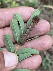 Hemileuca rubridorsa