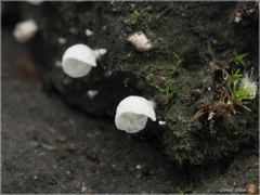 Rimbachia arachnoidea