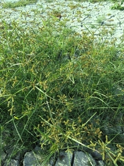 Cyperus imbricatus