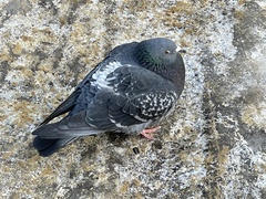 Columba livia domestica