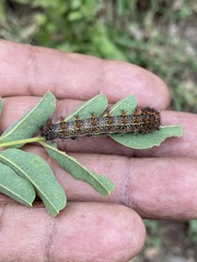 Hemileuca rubridorsa