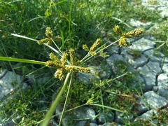 Cyperus imbricatus