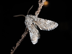 Brachionycha permixta