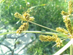 Cyperus imbricatus