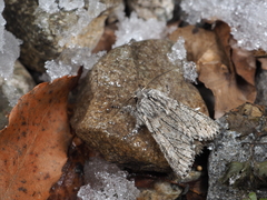 Brachionycha permixta