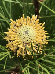 Isopogon anethifolius