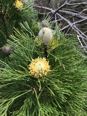 Isopogon anethifolius