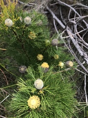 Isopogon anethifolius