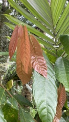 Theobroma cacao