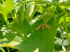 Leucinodes cordalis
