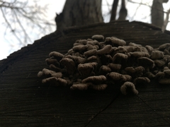 Schizophyllum commune